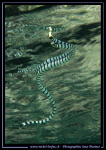 A beautiful Banded sea snake swimming on the surface. Que... by Michel Lonfat 